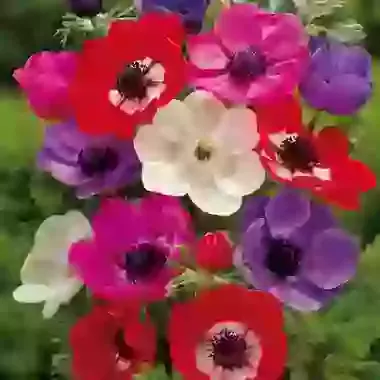 De Caen Mixed Colours